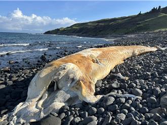 澎湖再現鯨魚擱淺！10米長鬚鯨東吉島腐化現身
