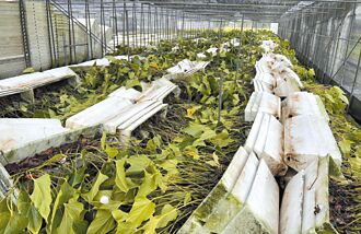 台南 凱米重創火鶴花 銷日訂單恐泡湯