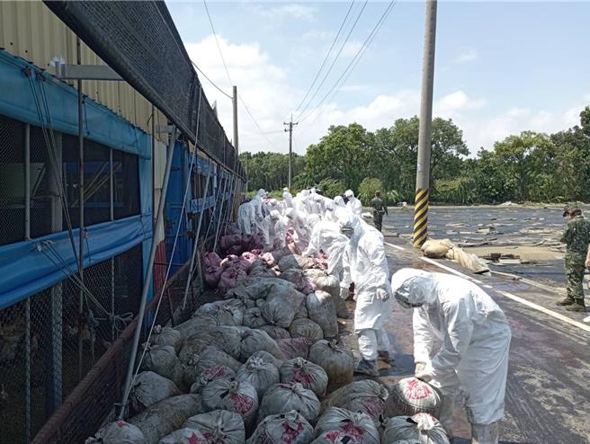 凯米重创台南畜牧业，国军出动126名人力助清运。（台南市政府农业局提供／张毓翎台南传真）