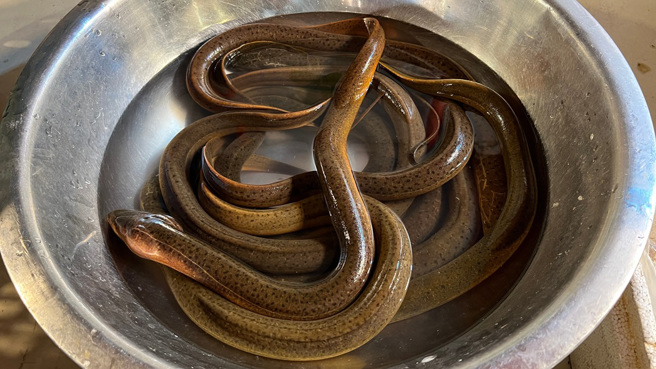 越南一名印度籍男子腹痛就醫，竟是因為他把一條65公分的活鰻魚塞入肛門，腸道慘遭咬破穿孔。（示意圖：Shutterstock／達志）