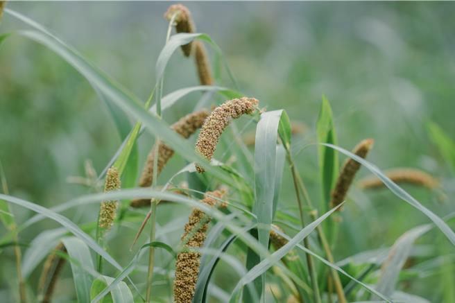 綠色和平根據農業部統計數據指出，台灣原生小米過去15年來，產量、耕地面積暴跌，皆縮水8成。（綠色和平提供／蔡佩珈台北傳真）