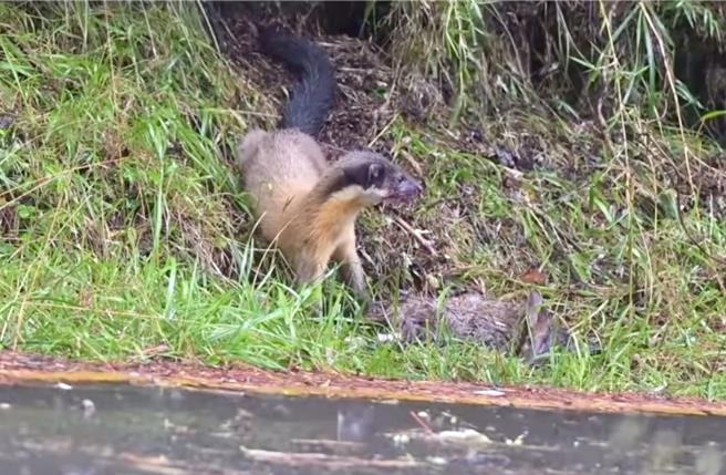 黄色闪电黄喉貂在凯米颱风袭台之际，冒雨猎食山羌，短短不到30秒就得手。（何昌颖提供／杨静茹南投传真）