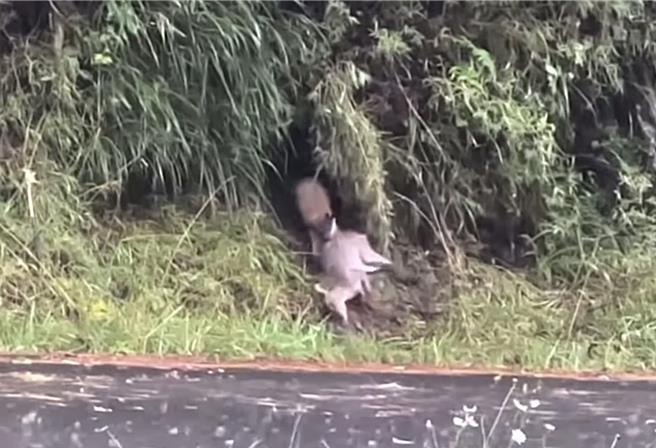 黄色闪电黄喉貂冒雨扑杀山羌，准备将山羌拖进一旁兽径内饱餐一顿，无奈山羌太重了。（何昌颖提供／杨静茹南投传真）