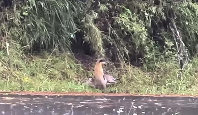 黄喉貂抬起头左顾右盼确定没有威胁，当场在路边开膛剖肚大快朵颐。（何昌颖提供／杨静茹南投传真）