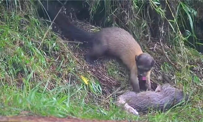 黄喉貂分别将山羌的肛门、腹部开肠破肚吃内臟，展现「羌仔虎」称号。（何昌颖提供／杨静茹南投传真）