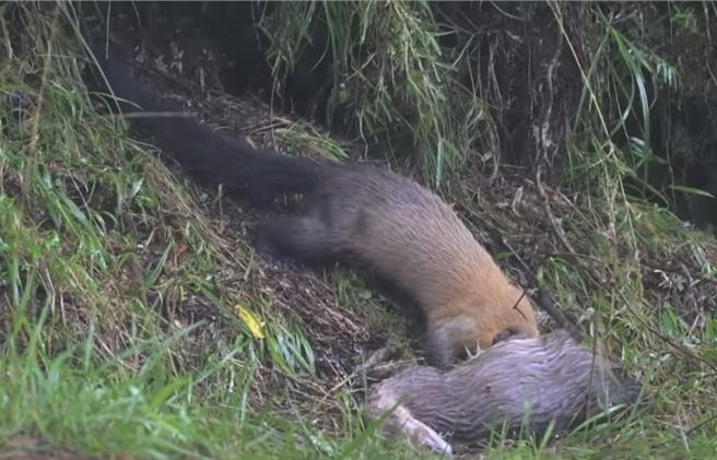 黄喉貂将山羌开膛剖肚，整个头埋进山羌的腹部大快朵颐。（何昌颖提供／杨静茹南投传真）