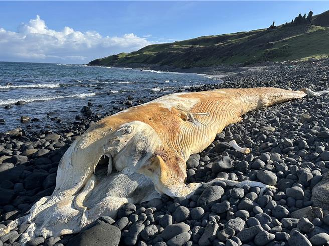 澎湖东吉大坪东海岸线30日下午发现已死亡多时的长鬚鲸尸体，保育人员31日前往採集骨骼样本。（高宏志提供／许逸民澎湖传真）