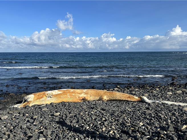 澎湖东吉大坪东海岸线30日下午发现已死亡多时的长鬚鲸尸体，由于身躯已严重腐化，加上体型庞大，因此不就地掩埋，而採自然风化。（高宏志提供／许逸民澎湖传真）