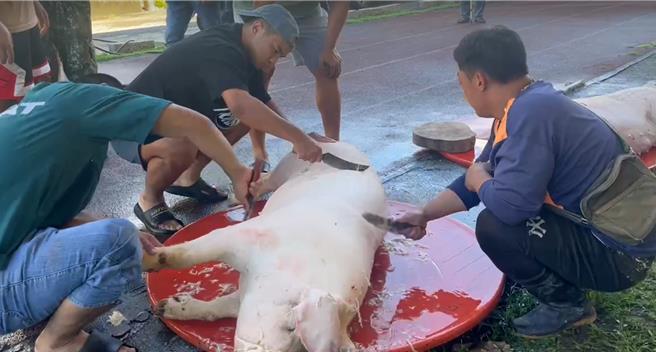 高雄桃源区民眾7月31日开心料理猪只，感谢高雄市长陈其迈的用心。（原民会提供／林瑞益高雄传真）