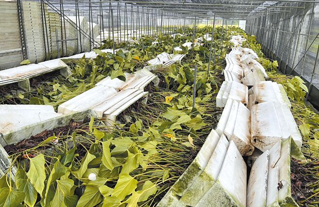 台南市火鹤花为全台最大产区，但因受到凯米颱风重创，许多盆栽泡水倾倒，花朵也破损，8月的日本订单恐将泡汤。（六甲农会花卉产销第一班提供／宝智华台南传真）