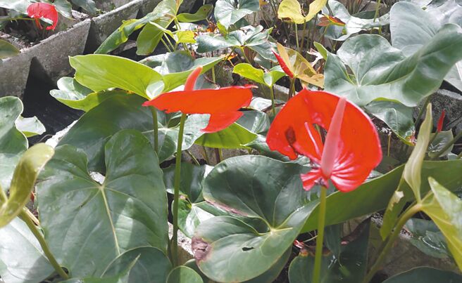 台南市火鹤花为全台最大产区，但因受到凯米颱风重创，许多盆栽泡水倾倒，花朵也破损。台湾火鹤花产业发展协会理事林芳珠表示，台南火鹤花普遍受损3成，严重的甚至高达8成，8月的日本订单恐将泡汤。（六甲农会花卉产销第一班提供／宝智华台南传真）