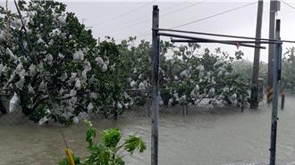 台南文旦受颱風波及 市府推出救助措施助農戶復原