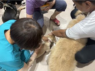 高雄毛孩爸妈看过来 林园鱼病检验站免费注射狂犬病疫苗