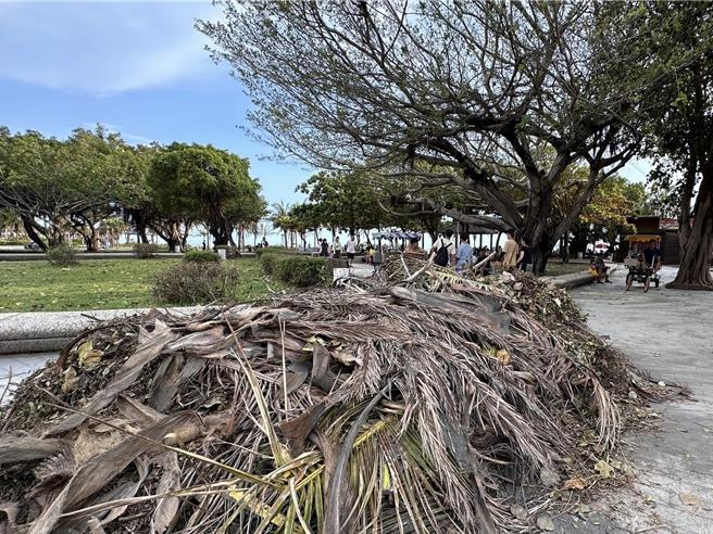 旗津海岸公园清理并集堆的大量落叶、树枝等垃圾。（高市观光局提供）
