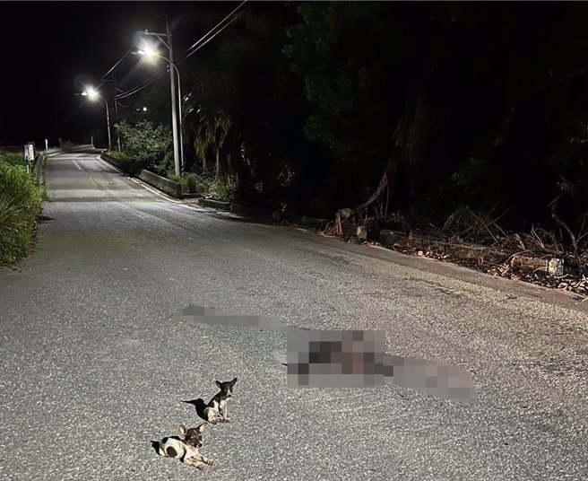 台東縣關山鎮近日出現遭棄養的流浪狗。（潘寶瑩提供／蔡旻妤台東傳真）