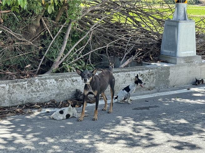 台東縣關山鎮近日出現遭棄養的流浪狗。（潘寶瑩提供／蔡旻妤台東傳真）