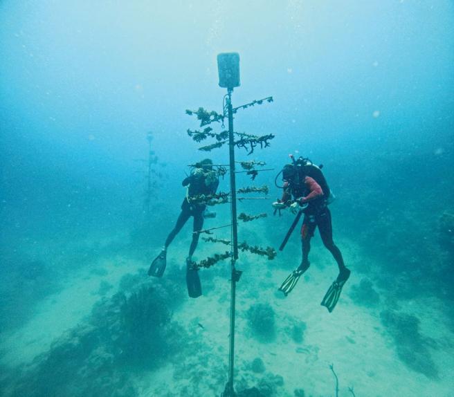 大堡礁珊瑚白化嚴重，ORIS十餘年來與「珊瑚礁復育基金會」合作進行珊瑚復育計畫。（ORIS提供）