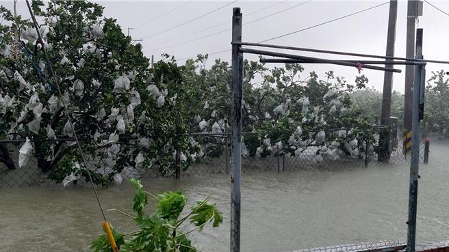 受到凯米颱风影响，台南文旦发生落果、枝条断裂、泡水等情形。（台南市政府提供／张毓翎台南传真）