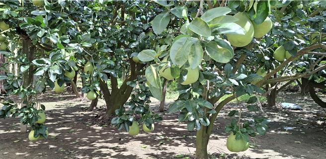 台南市政府结合台南区农业改良场一起辅导受灾果农加速清园及强化田间管理。（台南市政府提供／张毓翎台南传真）