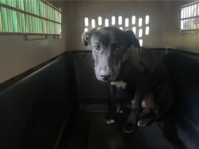 遭曾先生惡意遺棄犬隻。（動保處提供）