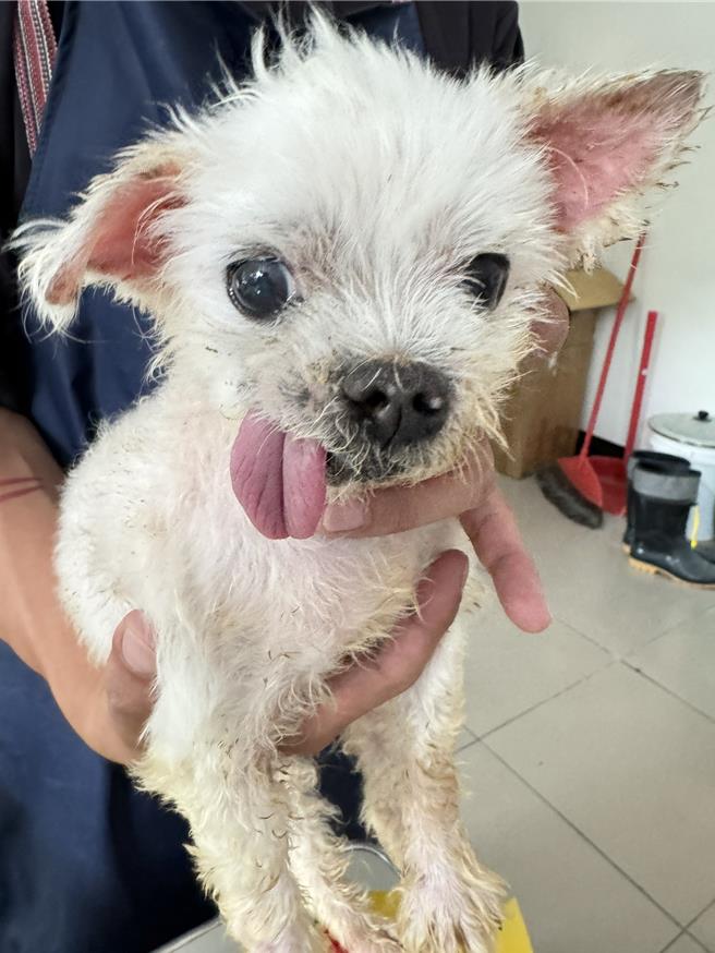 遭棄養寵物，經動物之家照顧後漸漸康復，毛慢慢長出來了，也迎來了幸福的家。（動保處提供）