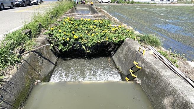 台中市后里区重划西路「里城重划中排」因民国50年时农地重划时未登记所有权，每逢大雨、水淹路面，没有单位能负责改善淹水问题。（立委杨琼璎服务处提供／张妍溱台中传真）