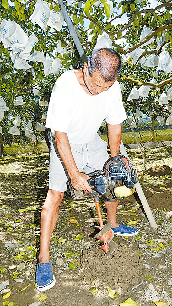 台南市麻豆區紅柚專區果農在果樹根部土壤鑽洞，希望救回老欉果樹一命。（寶智華攝）