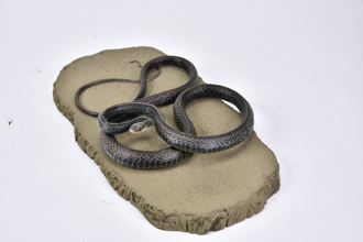 陽明山踏青驚見「大蛇上樹」 內行一看秒認出品種：你超幸運