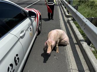國道大逃亡！豬跳車掉落中山高   負傷遊走險象環生