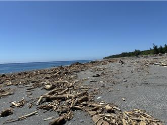 花莲海边漂流木变身「宝藏」 即起开放捡拾、小心踩雷