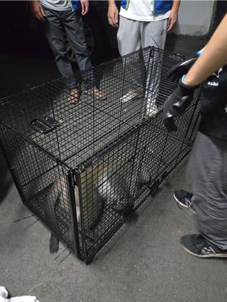 桃园杨梅狒狒事件再起？ 平镇社区惊见猕猴乱窜