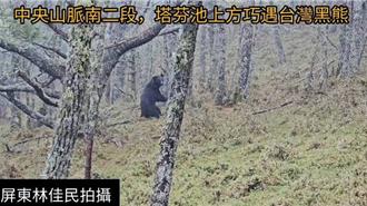 玉山黑熊家族擴大！139隻個體現蹤 保育成果豐碩