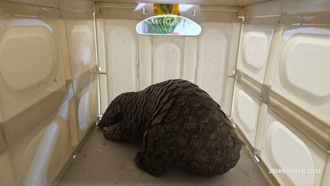 迷途萌獸「穿山甲」現身市區 警民合作救援送動保所