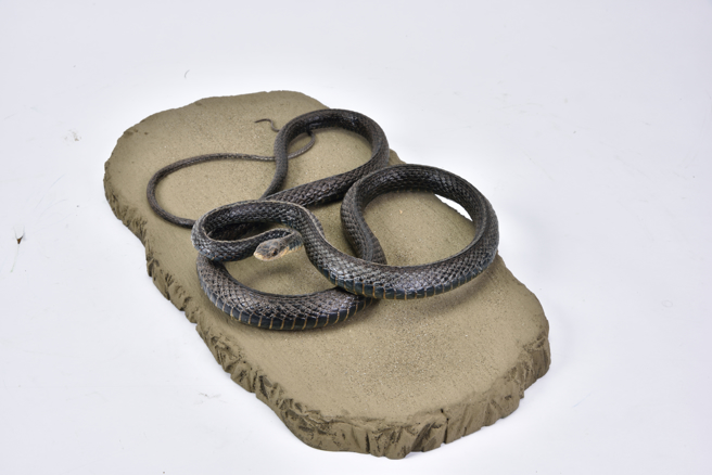 乌梢蛇因棱脊突出似刀锋，故有「过山刀」之名，攀爬能力甚佳，擅于穿越灌丛上方。(图／阳明山国家公园官网)