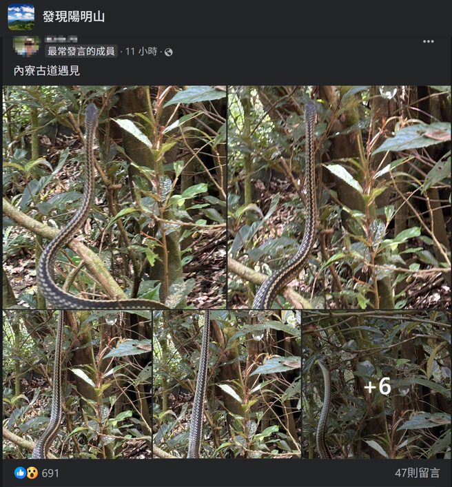 一名男网友到阳明山内寮古道踏青，意外看见眼前有蛇正在悠哉爬树。(图／取自发现阳明山脸书)