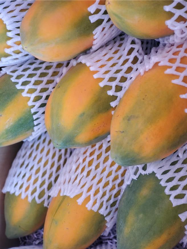 林内乡生产的台农二号木瓜命名为「红透台湾」，台北人吃到的10颗木瓜有3颗来自林内。（周丽兰摄）