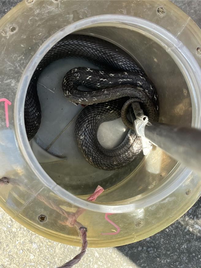 台南市仁德区成功里今天一口气有2户民宅通报家中有蛇，出动捕蛇大队前往捕捉。(郑晴而提供／曹婷婷台南传真)