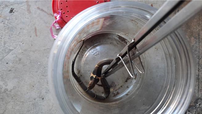 仁德区仁和里今天也有1户民宅发现1只眼镜蛇。(郑晴而提供／曹婷婷台南传真)