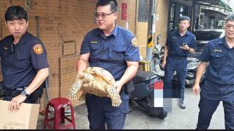 蘇卡達象龜大街趴趴走 竟然是逃家！暖警助平安返家