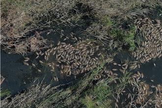 凱米颱風後遺症！台中大里溪現400魚屍 惡臭撲鼻