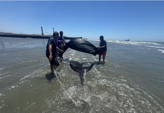1大1小鯨豚擱淺通霄海水浴場    海巡灑水保濕救援安置 