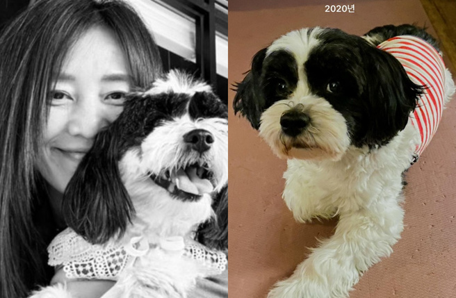 張弼順愛犬Kamui遭寵物飯店關超過10小時，熱衰竭亡。（圖／翻攝自張弼順 IG）