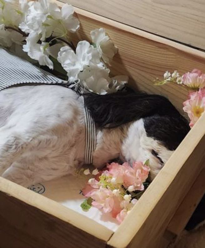 張弼順愛犬遭關10小時熱衰竭死亡，她怒斥業者沒道歉。（圖／翻攝自張弼順IG）