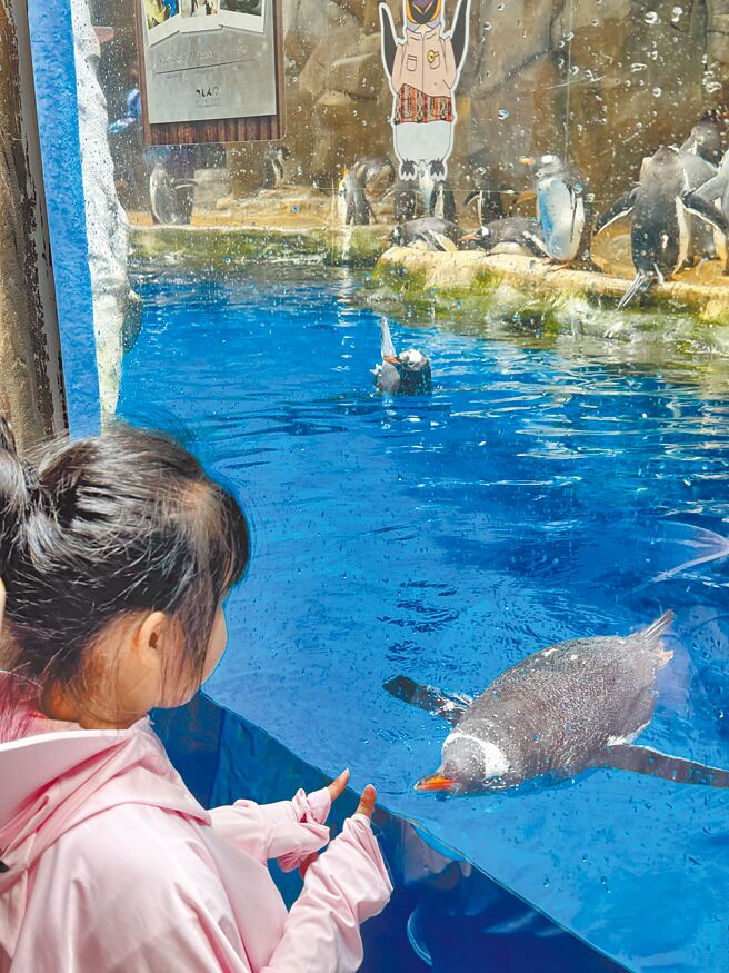 小朋友可近距離、多角度觀賞超萌的企鵝。（洪秀瑛攝）