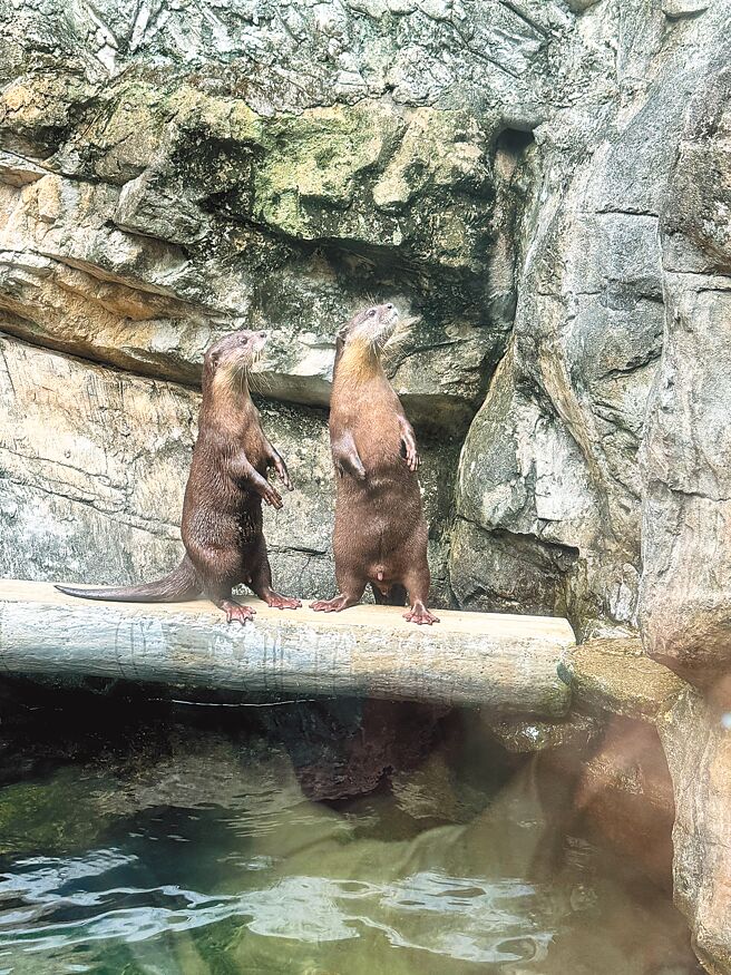 小爪水獺的模樣十分逗趣可愛。（洪秀瑛攝）