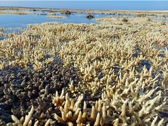 軸孔珊瑚凱米過後「一片白」珊瑚白化擴及澎湖吉貝嶼  
