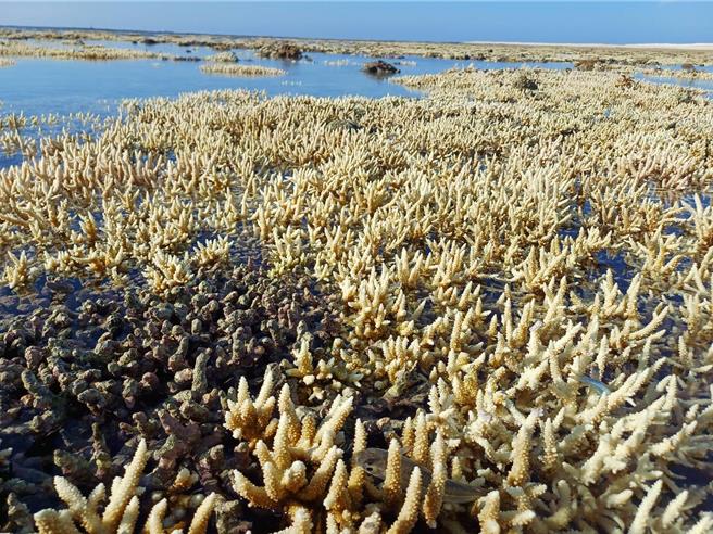 珊瑚白化擴及澎湖吉貝嶼，潮間帶上的軸孔珊瑚在凱米颱風過後一片白。（莊德添提供／許逸民澎湖傳真）