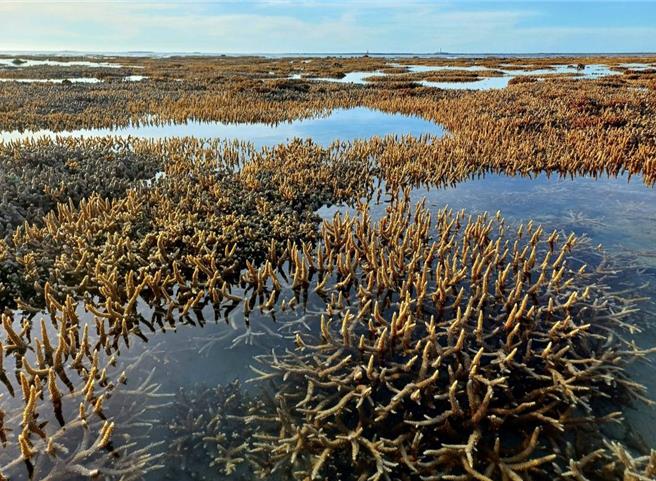 圖為凱米颱風來臨前夕時，軸孔珊瑚還很正常。（莊德添提供／許逸民澎湖傳真）