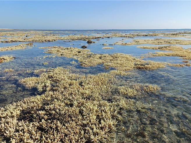 圖為凱米颱風過後，整片潮間帶軸孔珊瑚都幾乎白化。（莊德添提供／許逸民澎湖傳真）