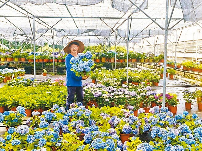 吴姓花农指出，绣球花因气候关系开花结果不佳，须仰赖开花肥料提早繁殖，但肥料价格上涨，导致花卉产业价格也随之提升。（吴姓花农提供／姜霏桃园传真）
